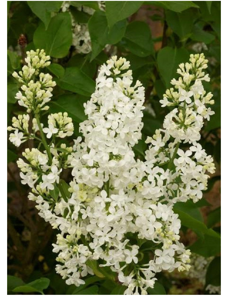 SYRINGA COMTESSE D'HARCOURT (Lilas)