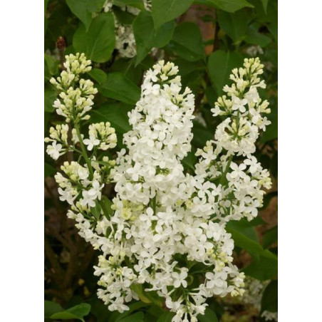 SYRINGA COMTESSE D'HARCOURT (Lilas)