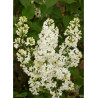 SYRINGA COMTESSE D'HARCOURT (Lilas)