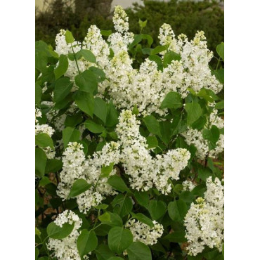 SYRINGA COMTESSE D'HARCOURT (Lilas)1