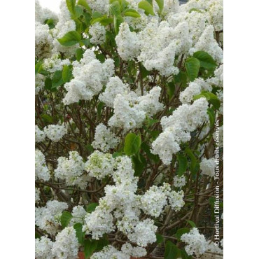 SYRINGA DENTELLE D'ANJOU ® (Lilas)1