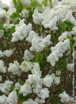 SYRINGA DENTELLE D'ANJOU