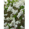 SYRINGA DENTELLE D'ANJOU ® (Lilas)1