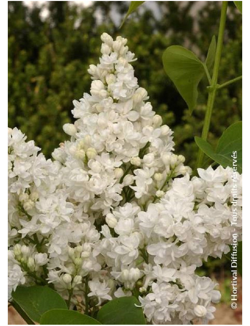 SYRINGA DENTELLE D'ANJOU ® (Lilas)