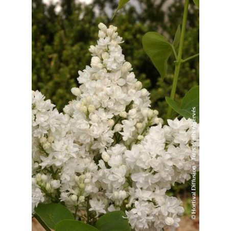 SYRINGA DENTELLE D'ANJOU ® (Lilas)