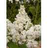 SYRINGA DENTELLE D'ANJOU ® (Lilas)