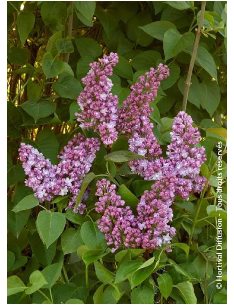 SYRINGA BELLE DE NANCY (Lilas)1