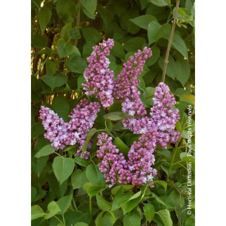 SYRINGA BELLE DE NANCY (Lilas)1