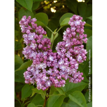 SYRINGA BELLE DE NANCY (Lilas)