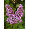 SYRINGA BELLE DE NANCY (Lilas)