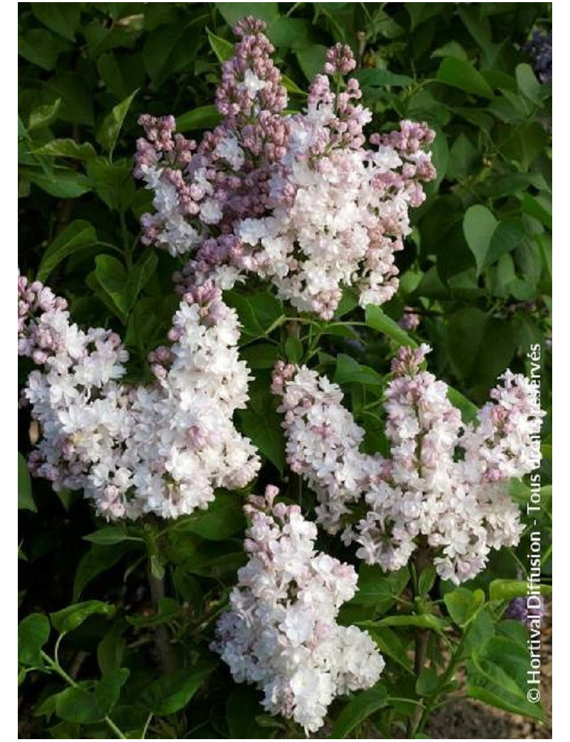 SYRINGA BELLE DE MOSCOU (Lilas)