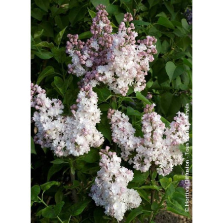 SYRINGA BELLE DE MOSCOU (Lilas)