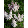 SYRINGA BELLE DE MOSCOU (Lilas)