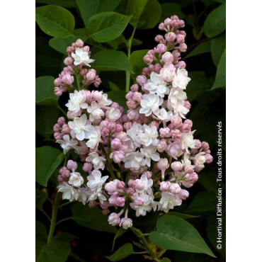 SYRINGA BELLE DE MOSCOU (Lilas)1