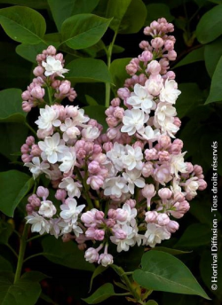 SYRINGA BELLE DE MOSCOU