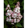 SYRINGA BELLE DE MOSCOU (Lilas)1