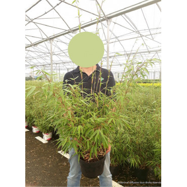 FARGESIA RUFA (Bambou non traçant Rufa) En pot de 7-10 litres forme buisson extra