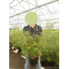 FARGESIA RUFA (Bambou non traçant Rufa) En pot de 7-10 litres forme buisson extra