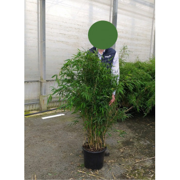FARGESIA RUFA (Bambou non traçant Rufa) En pot de 15-20 litres forme buisson extra fort