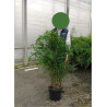 FARGESIA RUFA (Bambou non traçant Rufa) En pot de 15-20 litres forme buisson extra fort