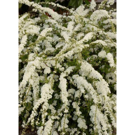 SPIRAEA arguta (Spirée)1