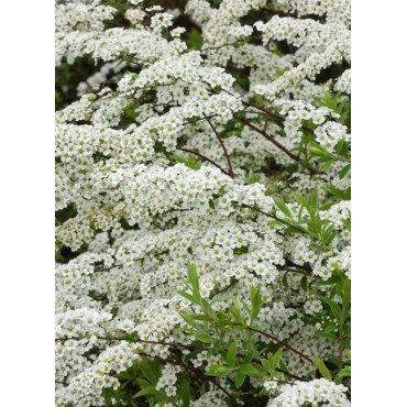 SPIRAEA arguta (Spirée)2