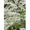 SPIRAEA arguta