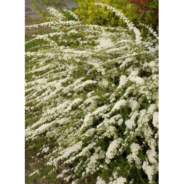 SPIRAEA arguta (Spirée)