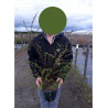 SPIRAEA arguta En pot de 4-5 litres