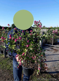 SYMPHORICARPOS doorenbosii MAGICAL CANDY En pot de 4-5 litres