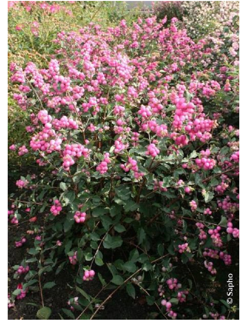 SYMPHORICARPOS doorenbosii MAGICAL ® CANDY cov (Symphorine)