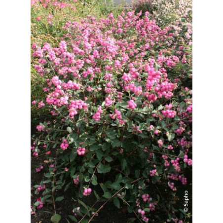 SYMPHORICARPOS doorenbosii MAGICAL ® CANDY cov (Symphorine)