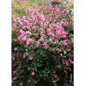 SYMPHORICARPOS doorenbosii MAGICAL ® CANDY cov (Symphorine)