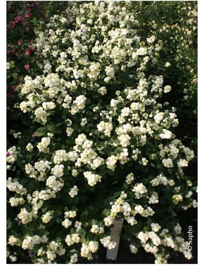 SYMPHORICARPOS doorenbosii MAGICAL ® GALAXY cov (Symphorine)