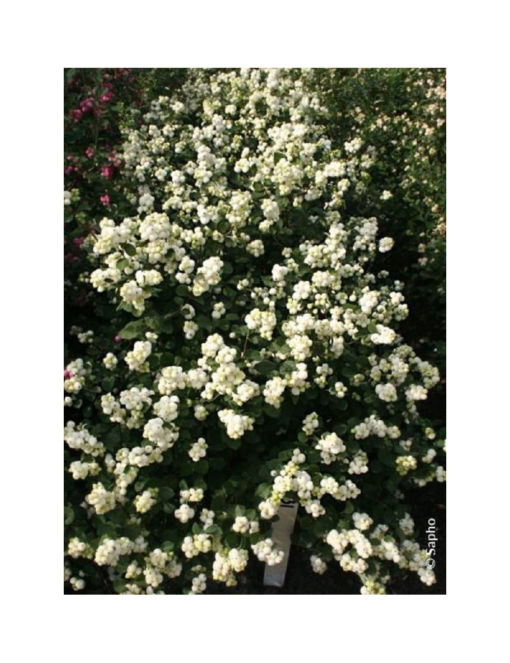 SYMPHORICARPOS doorenbosii MAGICAL GALAXY