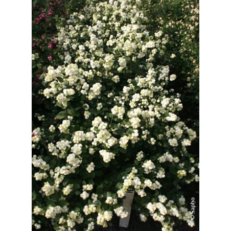 SYMPHORICARPOS doorenbosii MAGICAL ® GALAXY cov (Symphorine)