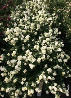 SYMPHORICARPOS doorenbosii MAGICAL GALAXY