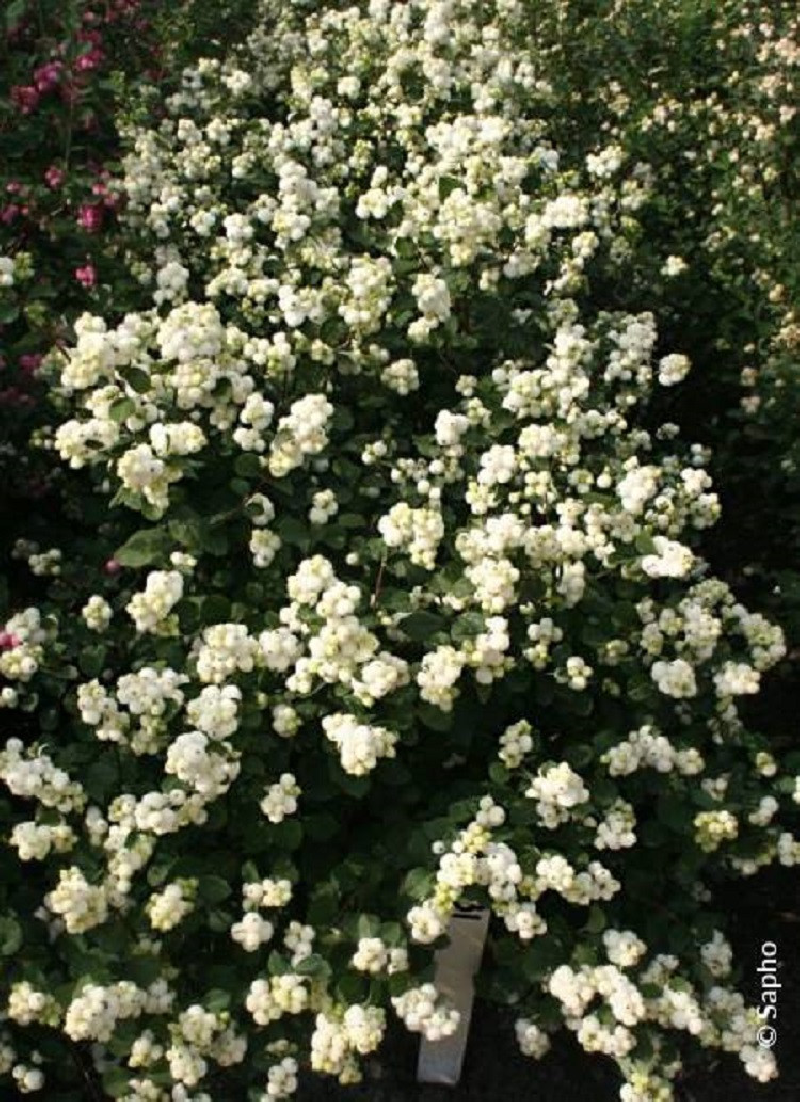 SYMPHORICARPOS doorenbosii MAGICAL GALAXY