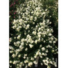 SYMPHORICARPOS doorenbosii MAGICAL ® GALAXY cov (Symphorine)