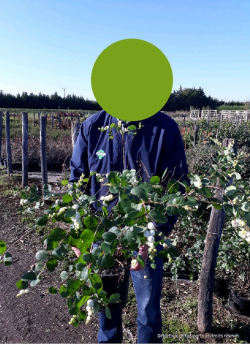 SYMPHORICARPOS doorenbosii MAGICAL GALAXY En pot de 4-5 litres