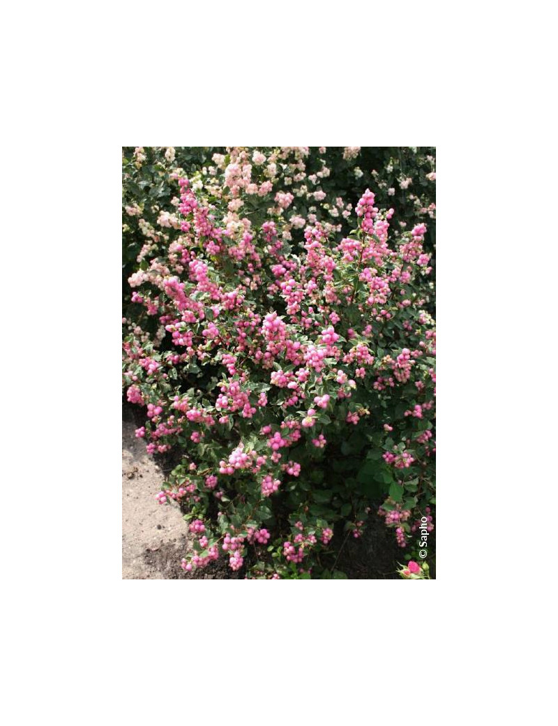 SYMPHORICARPOS doorenbosii MAGICAL ® SWEET cov (Symphorine)