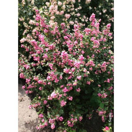 SYMPHORICARPOS doorenbosii MAGICAL ® SWEET cov (Symphorine)