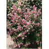 SYMPHORICARPOS doorenbosii MAGICAL ® SWEET cov (Symphorine)