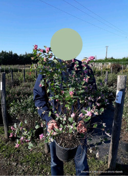 SYMPHORICARPOS doorenbosii MAGICAL SWEET En pot de 4-5 litres