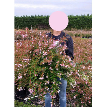ABELIA EDWARD GOUCHER En pot de 10-12 litres buisson hauteur 050-060 cm