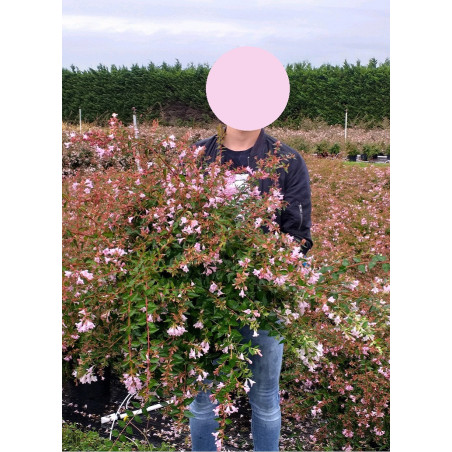 ABELIA EDWARD GOUCHER (Abélia Edward Goucher)