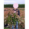ABELIA EDWARD GOUCHER En pot de 10-12 litres buisson hauteur 050-060 cm