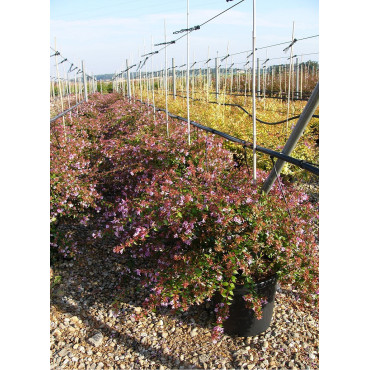 ABELIA EDWARD GOUCHER (Abélia Edward Goucher) En pot de 15-20 litres forme buisson extra fort