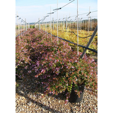 ABELIA EDWARD GOUCHER (Abélia Edward Goucher)