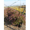 ABELIA EDWARD GOUCHER (Abélia Edward Goucher) En pot de 15-20 litres forme buisson extra fort